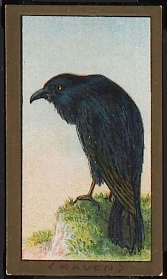 85 Raven
